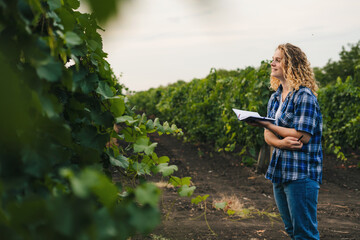 Farmer with notebbok checking the green grapes before harvesting. Smart farming and digital agriculture. Quality control.