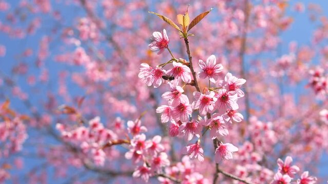 Beautiful Japanese Sakura Cherry Blossom Trees Blooming White and Pink Flowers Natural Cinematic 4K Slowmotion Footage.