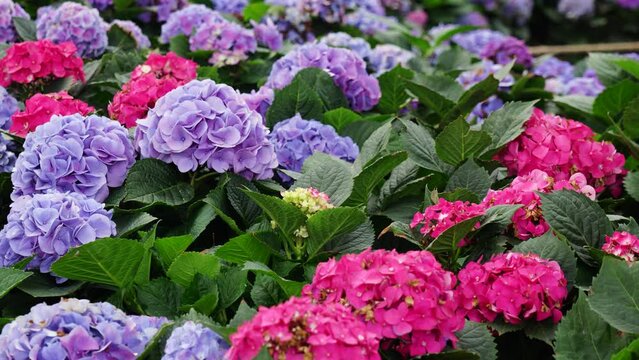 Hydrangea flower in garden 4K