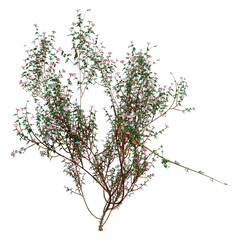 3D Rendering Wild Dog Rose Plant on White