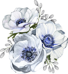 Watercolor Hand Drawn White Anemones Arrangement With Transparent Background