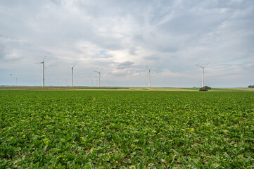 Agricultural field with wind park and several wind turbines in the background during cloudy day, landscape