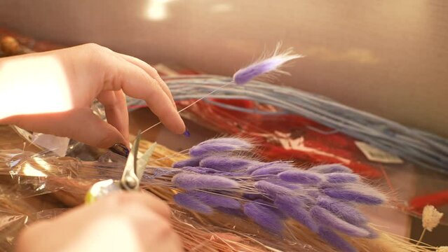 Close-up of unrecognizable female florist cutting off purple lagurus ovatus flower with scissors to make beautiful composition of dried flowers in floral shop. Floristry creating flower arrangement.