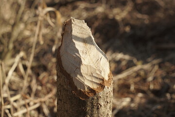 Beavers gnawed the tree trunk