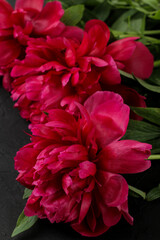 Frame of beautiful bright pink flowers peonies on a black graphite background. top view. space for text