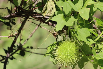 Immature spheric-oblong spiny dehiscent capsule fruit of Marah Macrocarpa, Cucurbitaceae, native perennial herb in the Santa Monica Mountains, Winter.
