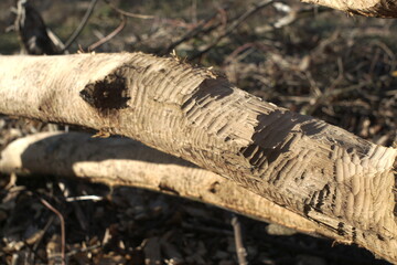 Beavers gnawed the tree trunk