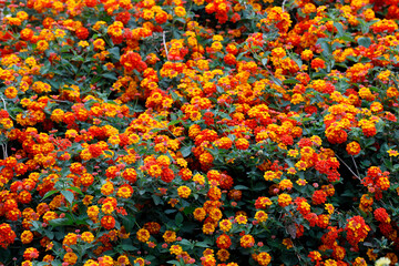 Wandelröschen (Lantana camara) Pflanze mit vielen gelb-orangen Blüten