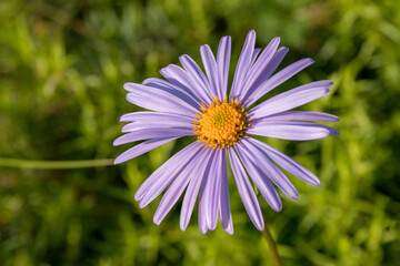 Obraz premium Close-up of purple Aster amellus (European Michaelmas daisy) in a garden setting. Selective focus