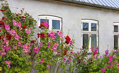 Fototapeta na wymiar Beautiful colourful hollyhocks Alcea rose flower bloom at the window of the village house. 