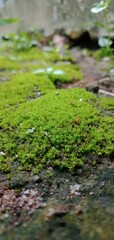 green moss on a stone