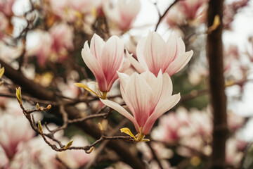 Magnolia flower blooming in spring time. Natural floral background.