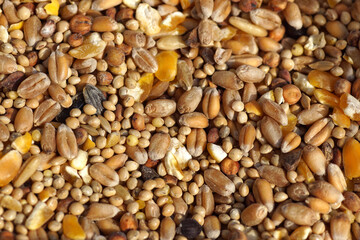 Closeup Wild bird food seed to give in the winter in the garden. Birdseed like corn, grain, sunflower. Netherlands, February
