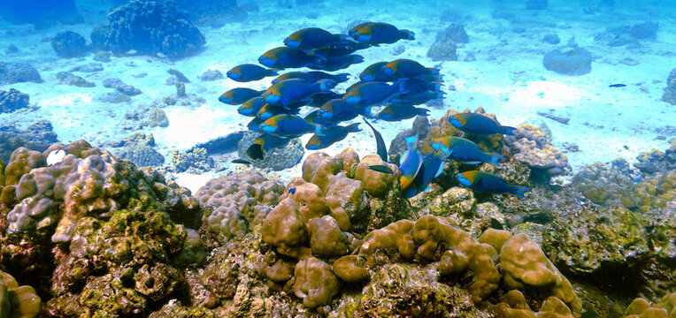 Underwater photo of a school of Parrot fish at a coral reef
