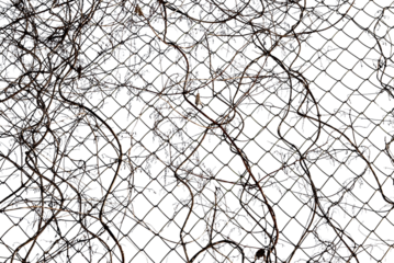 Dry, withered plants hang on a metal grid on a white background. Net