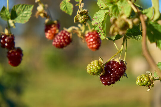 berries on a bush