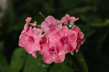 pink and white flower