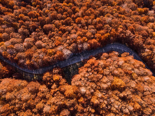 landscape in the autumn with orange trees from drone