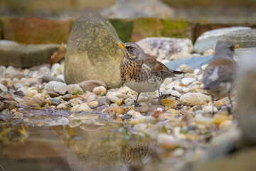 A Fieldfare standing near a small pond