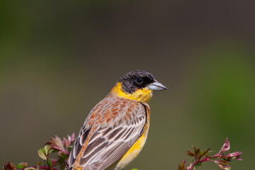Fototapeta premium bird looking around in woodland, Black-headed Bunting, Emberiza melanocephala 