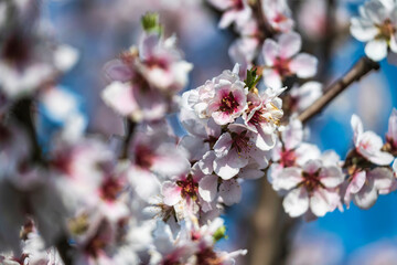 Close-up of almond blossoms on a sunny spring day in the Palatinate/Germany