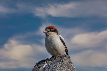 little bird watching around on the stone, Woodchat Shrike, Lanius senator