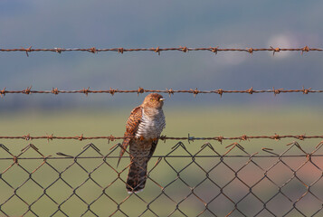 bird watching around on wire, Common Cuckoo, Cuculus canorus
