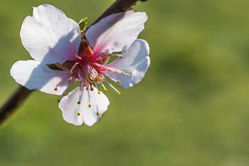 Close-up of almond blossoms on a sunny spring day in the Palatinate/Germany