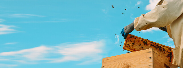 Banner. A beekeeper in a protective suit and gloves pulls out a honey frame with bees from a wooden...