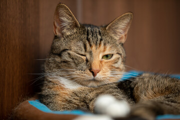 A cat with one eye open, lying on its bed in the house.