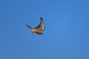 A Common Kestrel in flight on a sunny day in summer