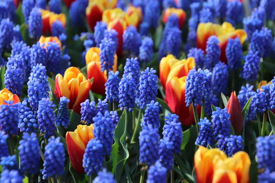 Jacintos y Tulipanes en primavera