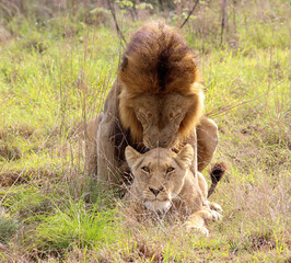 lions mating