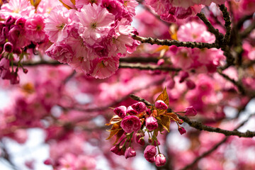 Fototapeta na wymiar Pink blooming sakura flowers on a tree branch