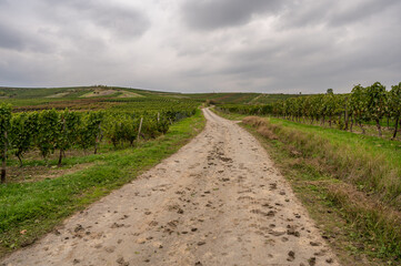 Fototapeta na wymiar Agricultural path with vine plants next to it, vineyard in mainz zornheim during cloudy day