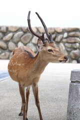 広島県、宮島の風景、厳島神社、工事中の大鳥居、鹿と遊ぶ女の子、参拝する親子