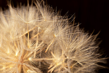 Close-up of dry dandelion seeds on a dark background