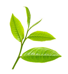 fresh green tea leaf isolated on transparent png
