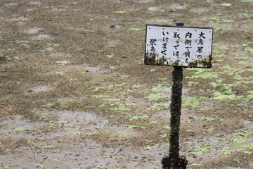 広島県、宮島の風景、厳島神社、工事中の大鳥居、鹿と遊ぶ女の子、参拝する親子