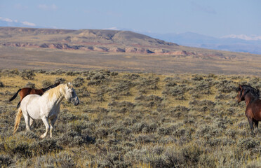 Wild Horses in Autumn in the Wyoming Desert
