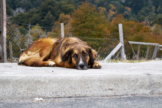 lonely dog with cute eyes