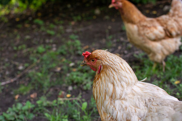 Domestic chickens in the yard