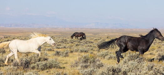 Wild Horses in Autumn in the Wyoming Desert