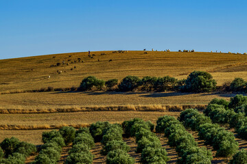 Paysage de Tunisie en été