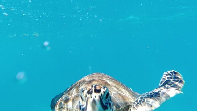 Distressed Sea Turtle with hook stuck in arm needing care or help.