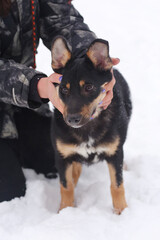  shepherd dog puppy full body photo on leash with humans stroking hands on snow background
