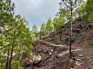 Beautiful forest in mountains on Tenerife 