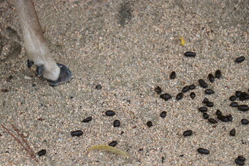 広島県、宮島の風景、厳島神社、工事中の大鳥居、鹿と遊ぶ女の子、参拝する親子