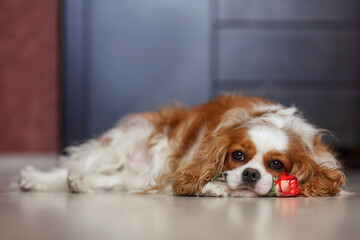 dog cavalier king charles spaniel bleynhem lies on the floor with tea roses flowers....
