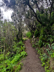 Beautiful forest in mountains on Tenerife 
